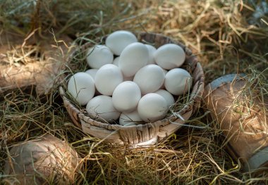 Tavuk kümesindeki saman yuvasında beyaz tavuk yumurtaları.