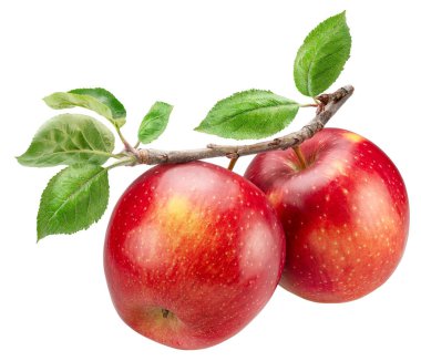 Dal üzerinde olgun kırmızı elmalar ve beyaz arka planda yeşil yapraklar. Dosya kırpma yolu içeriyor.