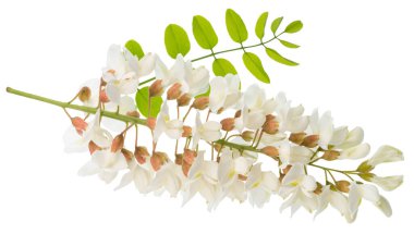 Beyaz arka planda yeşil yapraklı akasya çiçekleri. Dosya kırpma yolu içeriyor.