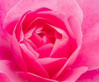 Yumuşak pembe gül yaprakları ya da Bulgar gülü. Doğanın güzelliği arka plan kavramı.