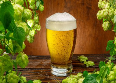 Ahşap masada soğutulmuş hafif bira ve taze yeşil, yemyeşil, yemyeşil asma yaprakları çerçeve olarak düzenlenir. Bira üretiminin aroması ve tadının önemli bir bileşeni..