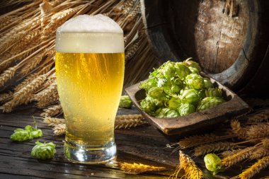 Taze yeşil zıplar çiçekler, olgun altın buğday kulaklar ve beyaz bira köpüklü bir bardak bira ahşap masa..