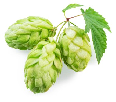 Fresh green hops or hop cone flowers with leaves on white background. File contains clipping path. clipart