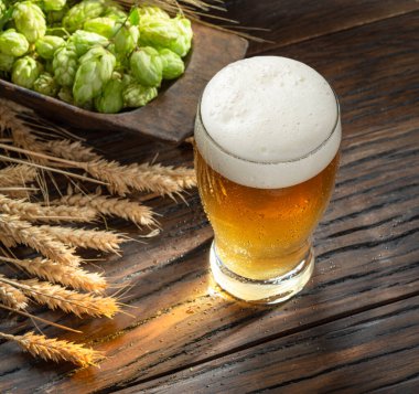 Taze yeşil zıplayan çiçekler, olgun altın buğday kulakları ve beyaz bira köpüklü bir bardak bira. Üst görünüm.