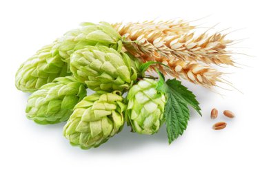 Fresh green hops or hop cone flowers and ripe golden wheat ears on white background. File contains clipping path. clipart