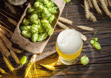 Taze yeşil zıplayan çiçekler, olgun altın buğday kulakları ve beyaz bira köpüklü bir bardak bira. Üst görünüm.