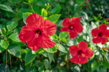 Çin ambargosu kırmızı çiçeği yaklaş. Arka planda bulanık kıllar var. Süslü çiçekli bitki tropikal ve subtropikal iklim bölgelerinde yaygın olarak kullanılır..