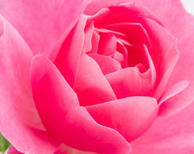 Yumuşak pembe gül yaprakları ya da Bulgar gülü. Doğanın güzelliği arka plan kavramı.