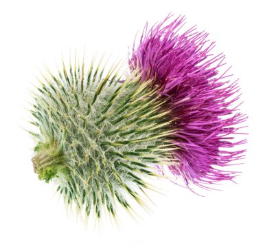 Süt devedikeni başı beyaz arkaplanda izole edilmiş. 