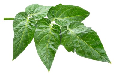 Beyaz arka planda taze yeşil domates yaprakları. Dosya kırpma yolu içeriyor.