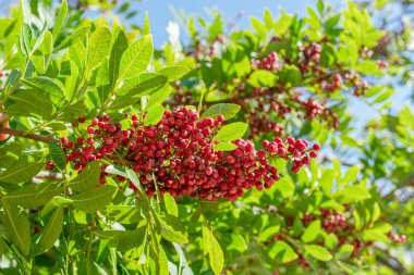 Peru biber ağacı dalında taze pembe biber. Arka planda mavi gökyüzü.