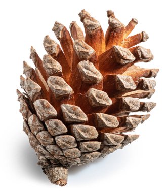 Conifer cone or cedar cone isolated on white background. File contains clipping path. clipart