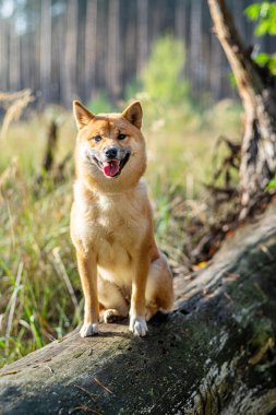 Ormandaki devrilmiş ağaçta oturan gülümseyen Shiba Inu köpeğinin portresi. Bulanık doğa arkaplanı.