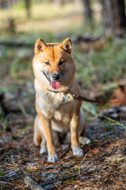 Ormanda oturan gülümseyen Shiba Inu köpeğinin portresi. Bulanık doğa arkaplanı.