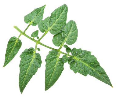 Beyaz arka planda taze yeşil domates yaprakları. Dosya kırpma yolu içeriyor.