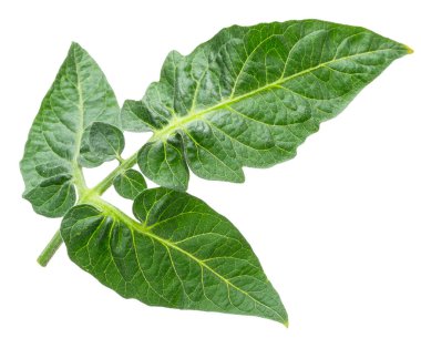 Beyaz arka planda taze yeşil domates yaprakları. Dosya kırpma yolu içeriyor.