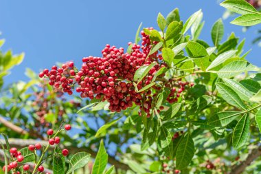 Peru biber ağacı dalında taze pembe biber. Arka planda mavi gökyüzü.