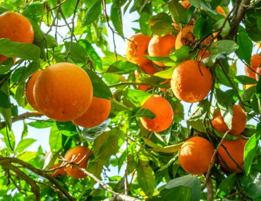 Yeşillik yaprakları arasında portakal ağacında olgunlaşmış portakal meyveleri. Aşağıdan görüntüle.