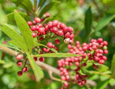 Biber ağacı yaprakları arasında taze pembe biberler.. 