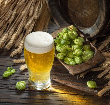 Taze yeşil zıplar çiçekler, olgun altın buğday kulaklar ve beyaz bira köpüklü bir bardak bira ahşap masa..