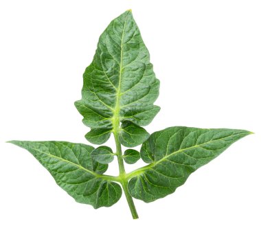 Beyaz arka planda taze yeşil domates yaprakları. Dosya kırpma yolu içeriyor.