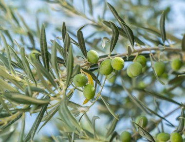 Zeytin dalı üzerine yeşil zeytin. Yakın plan. Arka planda mavi gökyüzü.