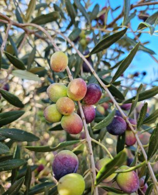 Zeytin ağacında olgun zeytin meyveleri. Arkaplanda bulanık doğa.