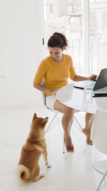 Orta yaşlı bir kadın evde bir dizüstü bilgisayar üzerinde çalışıyor. Mutlu Shiba Inu köpekleri sahibinin yanında. Dairenin beyaz renkli iç mekanı