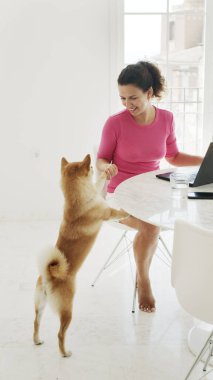 Orta yaşlı bir kadın evde bir dizüstü bilgisayar üzerinde çalışıyor. Mutlu Shiba Inu köpekleri sahibinin yanında. Dairenin beyaz renkli iç mekanı