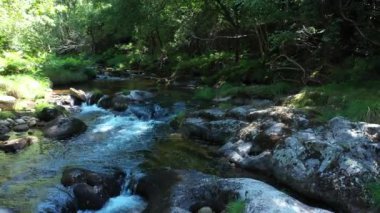 Ormandaki temiz dağ deresi, güneşli bir yaz gününde doğal manzara..
