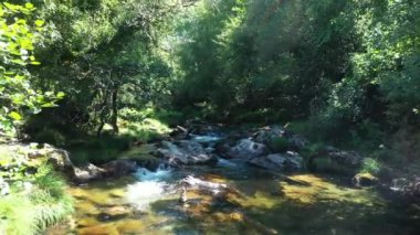 Ormandaki temiz dağ deresi, güneşli bir yaz gününde doğal manzara..