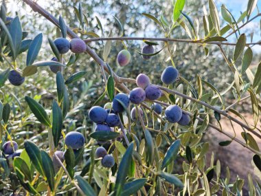 Zeytin ağacında olgun zeytin meyveleri. Arkaplanda bulanık doğa.