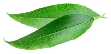 Badem yaprakları beyaz arka planda izole olur. Dosya kırpma yolu içeriyor.