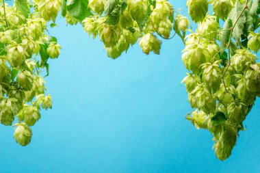 Fresh green hop flowers and lush leaves of hop vine are arranged as a frame with blue background. A key component of the aroma and taste of beer production. clipart