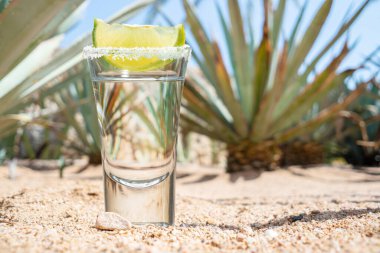 Tequila shot or mezcal shot with salt on edge of glass and slice of lime on  sand and blurred agave cactus at the background. clipart