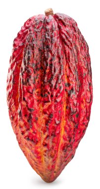 Beyaz arka planda izole edilmiş kakao meyvesi ya da kakao kabuğu. Kesme yolu.