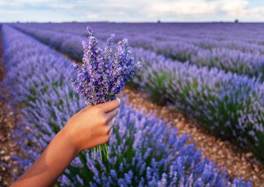 Elinde bir demet lavanta ve arka planında da çiçek açan lavanta tarlası.