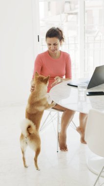 Orta yaşlı bir kadın evde bir dizüstü bilgisayar üzerinde çalışıyor. Mutlu Shiba Inu köpekleri sahibinin yanında..