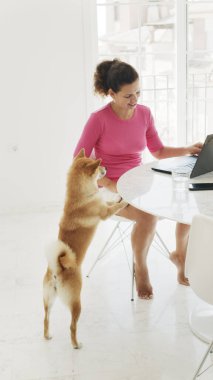 Orta yaşlı bir kadın evde bir dizüstü bilgisayar üzerinde çalışıyor. Mutlu Shiba Inu köpekleri sahibinin yanında. Dairenin beyaz renkli iç mekanı