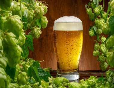 Glass of chilled light beer on wooden table and fresh green lush leaves of hops vine are arranged as a frame. A key component of the aroma and taste of beer production. clipart