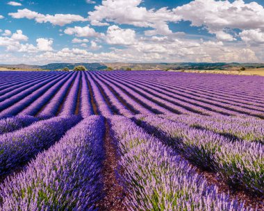 Çiçek açan lavanta tarlası. Arka planda lavanta çalıları ve güzel gökyüzü.. 