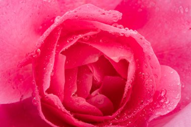 Tender petals of pink rose or Bulgarian rose covered with water drops close up. Beauty of nature background concept. clipart