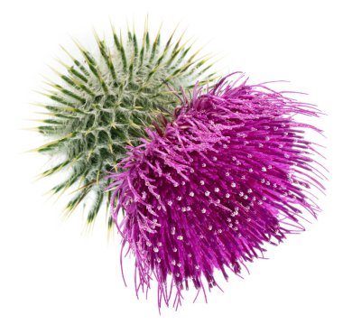 Süt devedikeni başı beyaz arkaplanda izole edilmiş. 