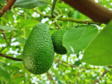 Olgun avokado meyveleri yakın plan yeşillikler arasında. 