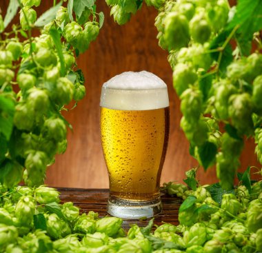 Ahşap masada soğutulmuş hafif bira ve taze yeşil, yemyeşil, yemyeşil asma yaprakları çerçeve olarak düzenlenir. Bira üretiminin aroması ve tadının önemli bir bileşeni..