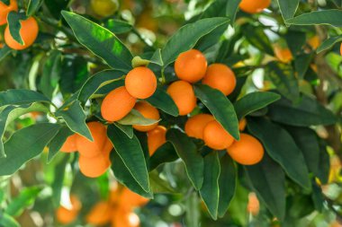 Kumquat şubesi tamamen olgun kumkatlarla kaplıdır..
