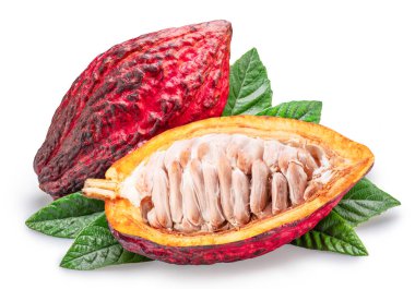 Kakao meyveleri ve beyaz arka planda yeşil yapraklı kakao kabuğu. Kesme yolu.