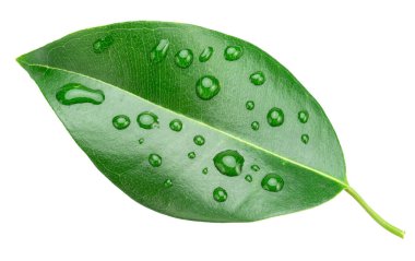 Beyaz arka planda izole edilmiş su damlalarıyla kaplı Ficus benjamina yaprağı. Dosya kırpma yolu içeriyor.