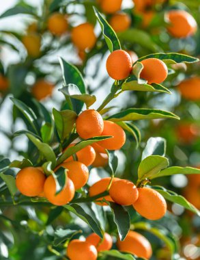 Kumquat şubesi tamamen olgun kumkatlarla kaplıdır..