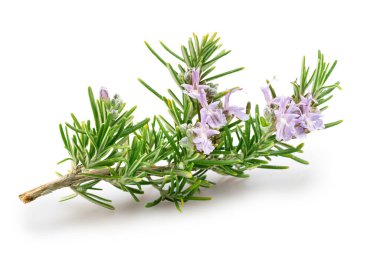 Green fresh rosemary twig with flowers isolated on white background. File contains clipping path. clipart